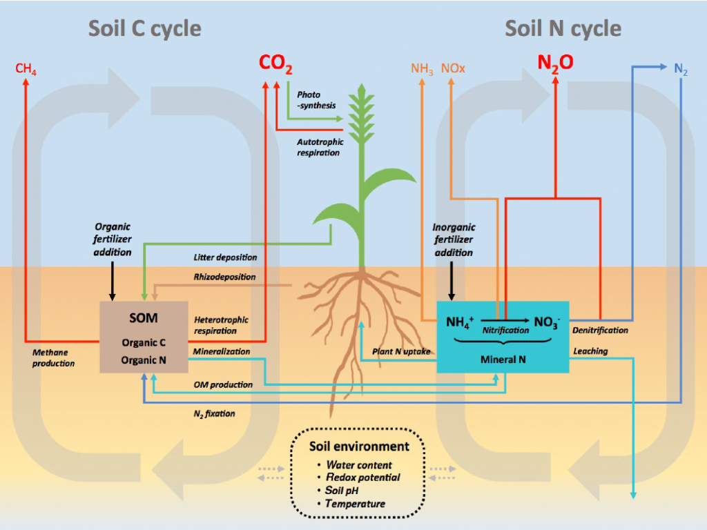 Les cycles biologiques des engrais azotés et phosphorés -  notre-environnement