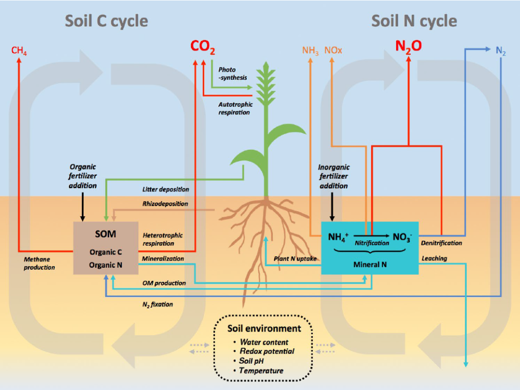 Fertilité du sol : définition et explications