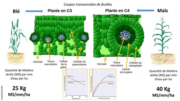 Arrosage : reconnaître un manque ou un excès d'eau (+guide gratuit